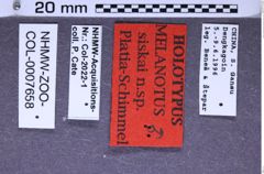 Etikette zu Melanotus siskai (Platia & Schimmel, 2001) (NHMW-ZOO-COL-0007658)